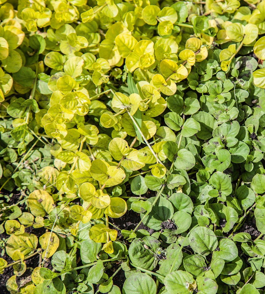 Вербейник монетчатый goldilocks