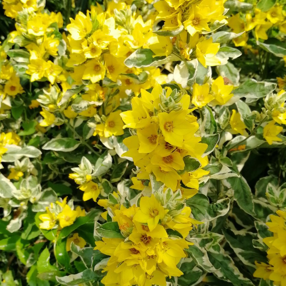 Вербейник точечный alexander