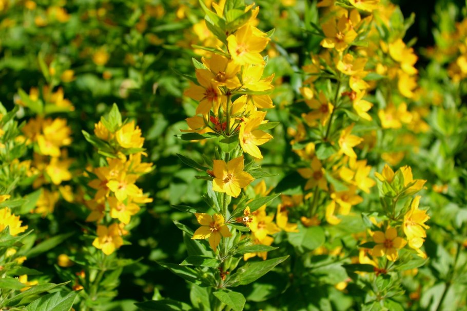 Вербейник двойчатый