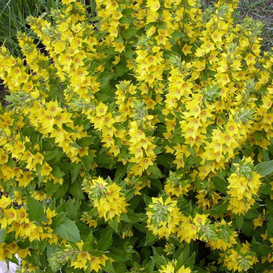 Вербейник  hometown hero