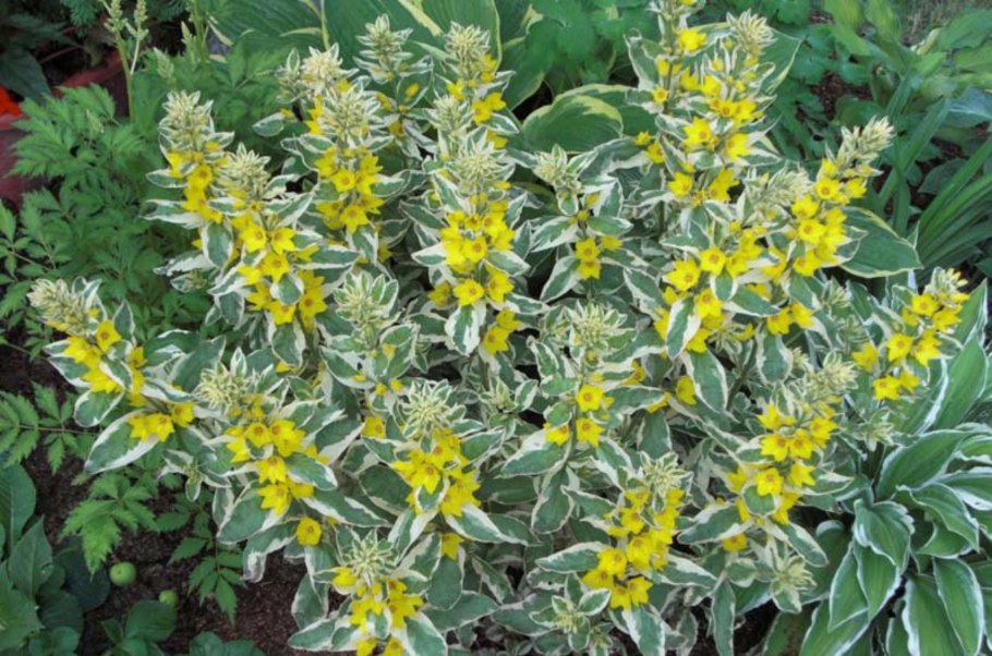 Вербейник реснитчатый файркрекер