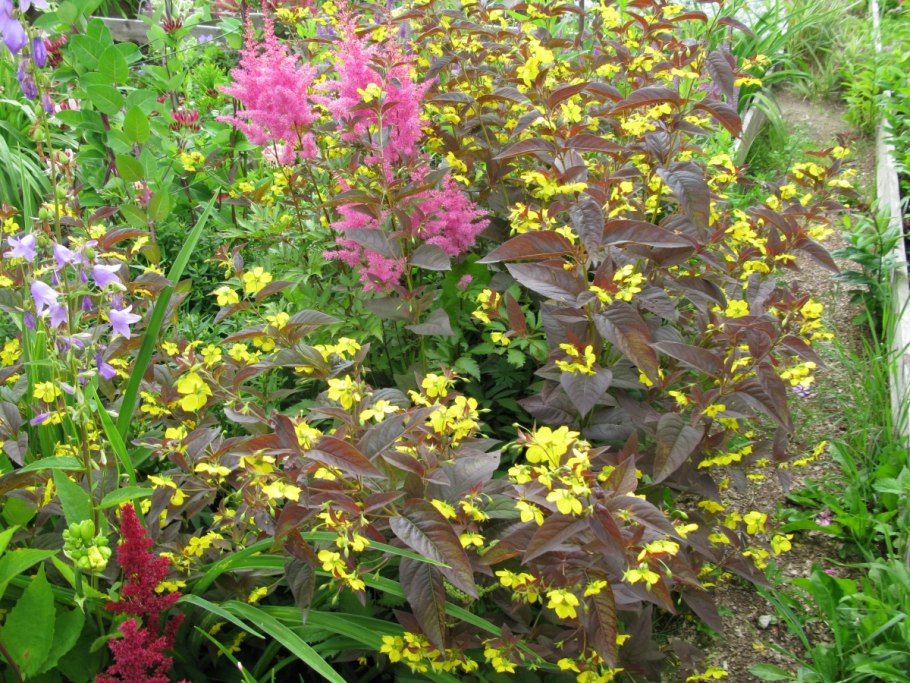 Вербейник реснитчатый файеркрекер