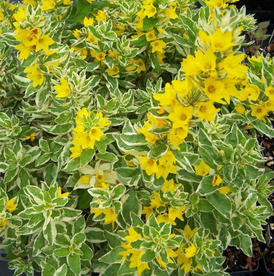 Вербейник точечный александр