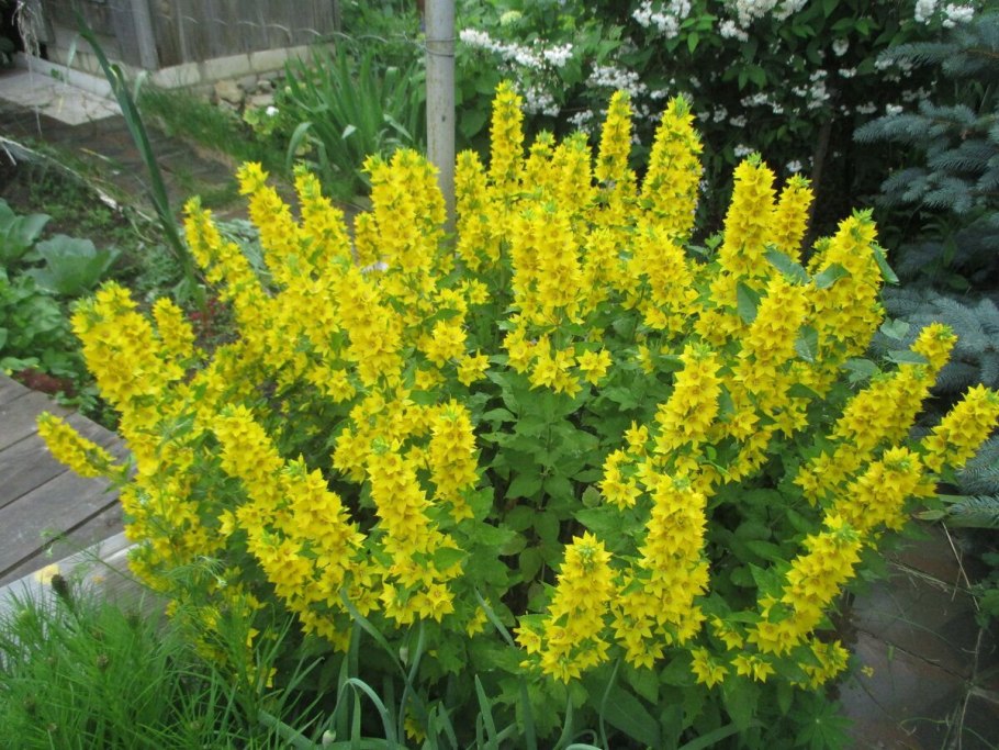 Лизимахия нуммулярия