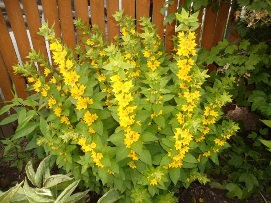 Вербейник мутовчатый