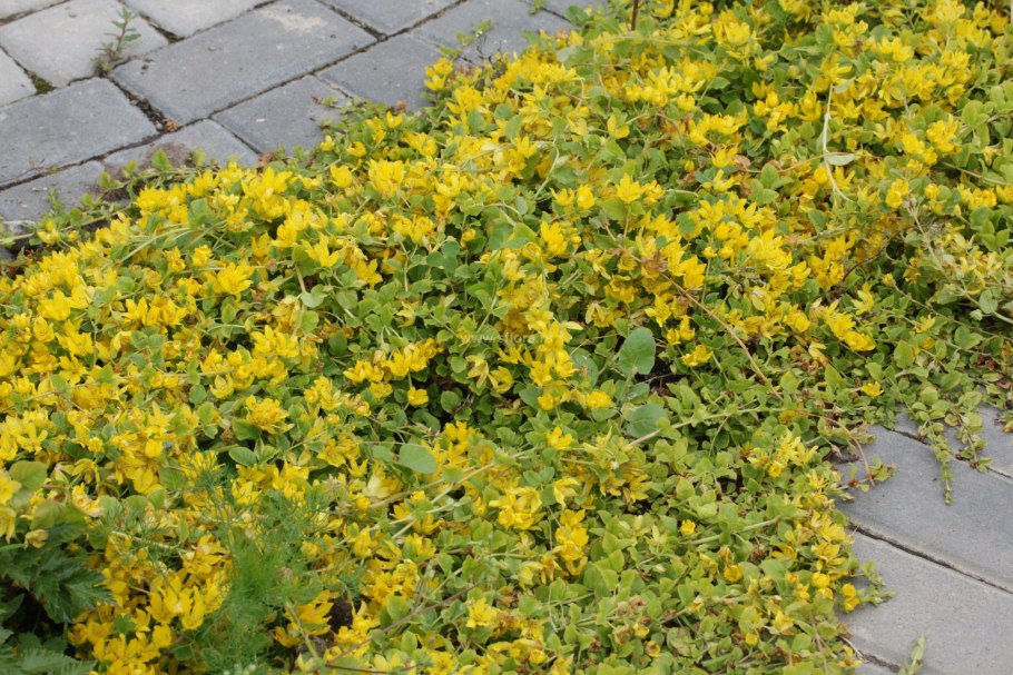 Вербейник монетный (монетчатый)