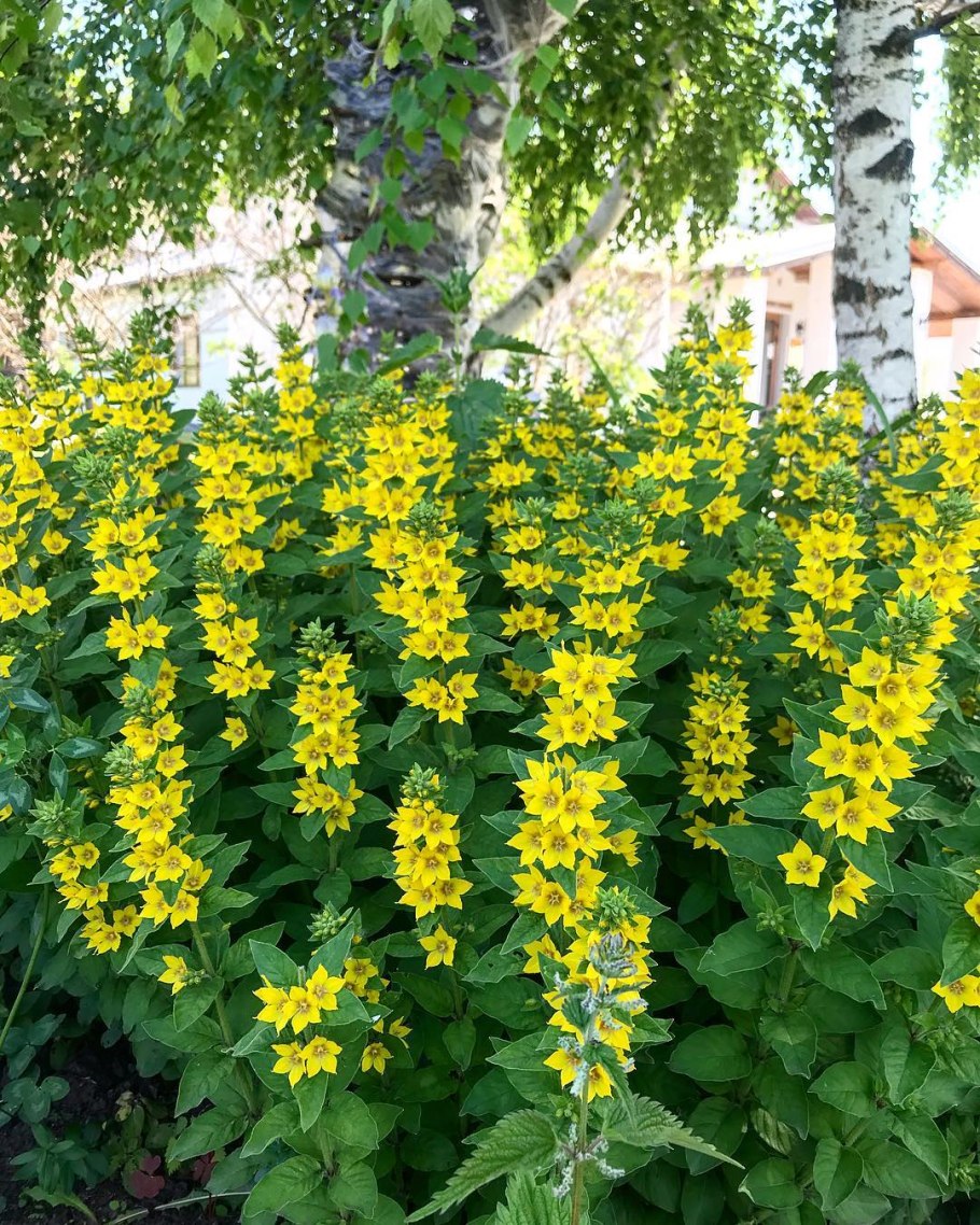 Вербейник обыкновенный осенью