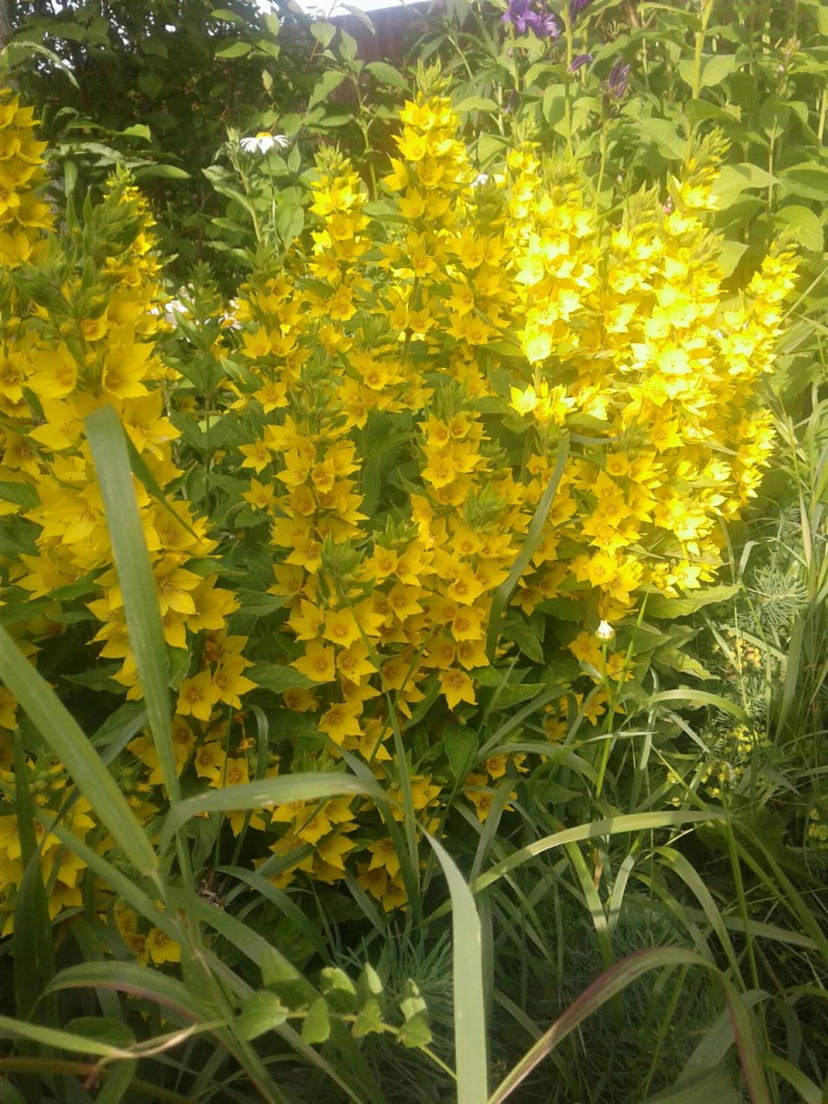 Вербейник точечный желтый