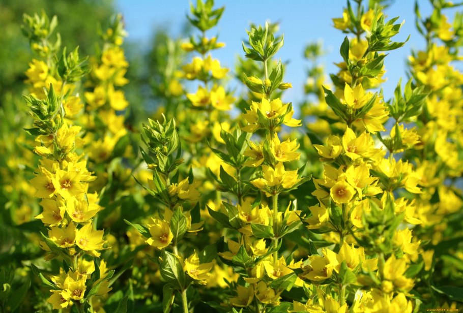 Вербейник точечный обыкновенный