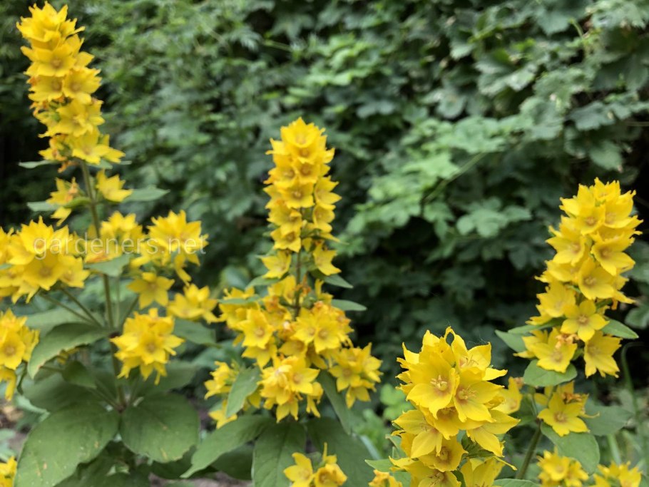 Вербейник punctata