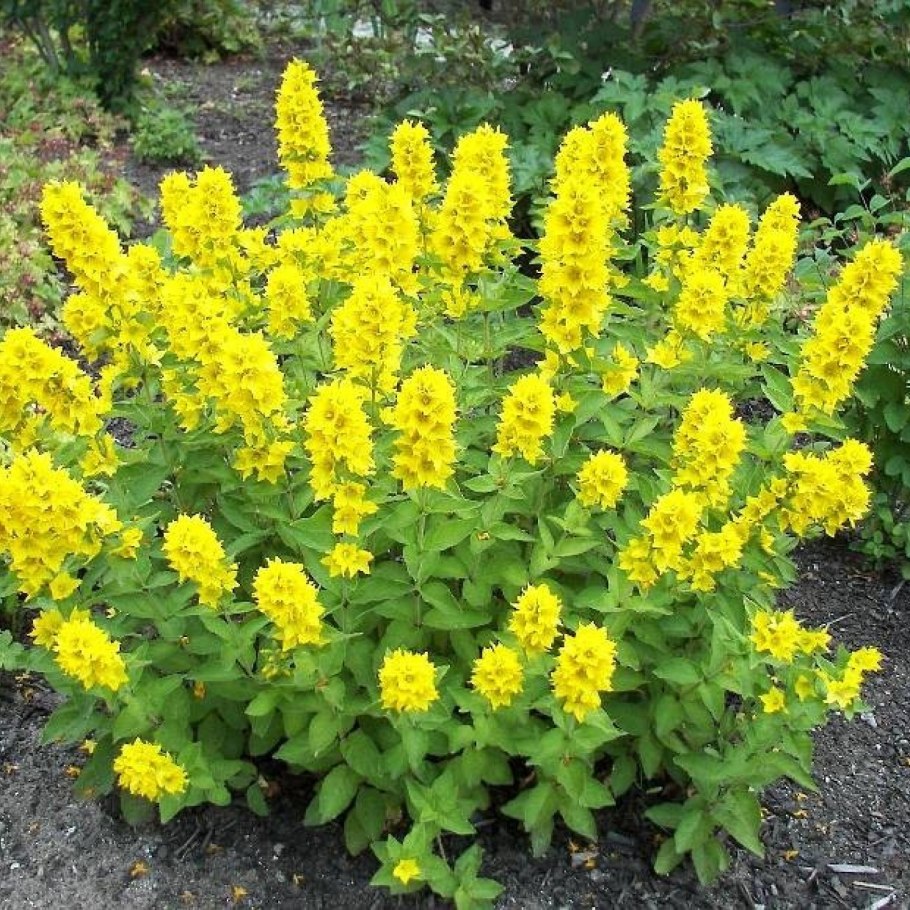 Вербейник lysimachia punctata