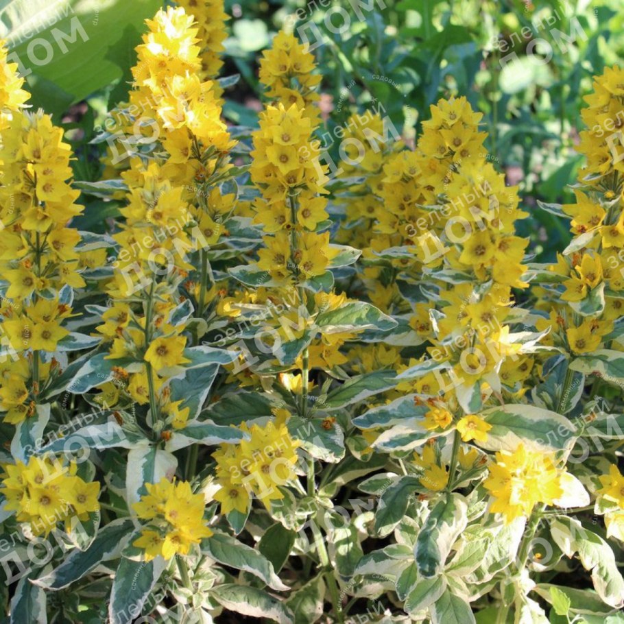 Вербейник lysimachia punctata