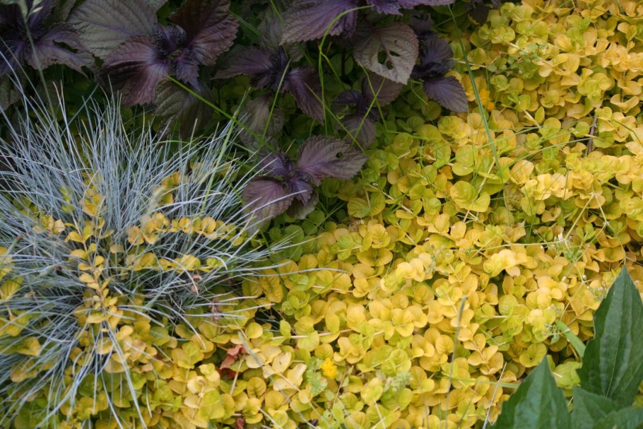 Вербейник монетчатый ауреа