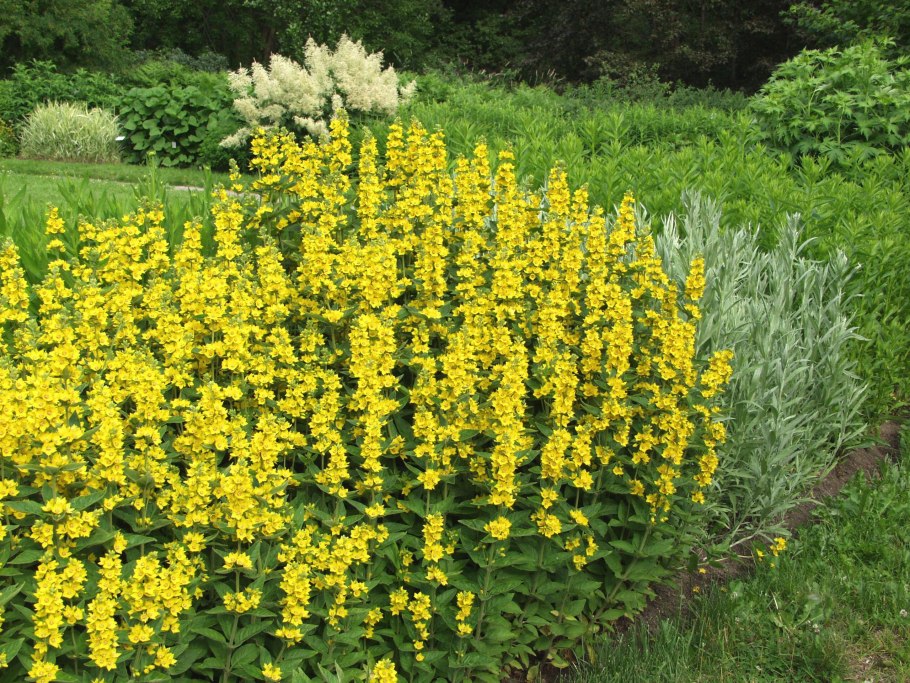 Вербейник точечный lysimachia punctata