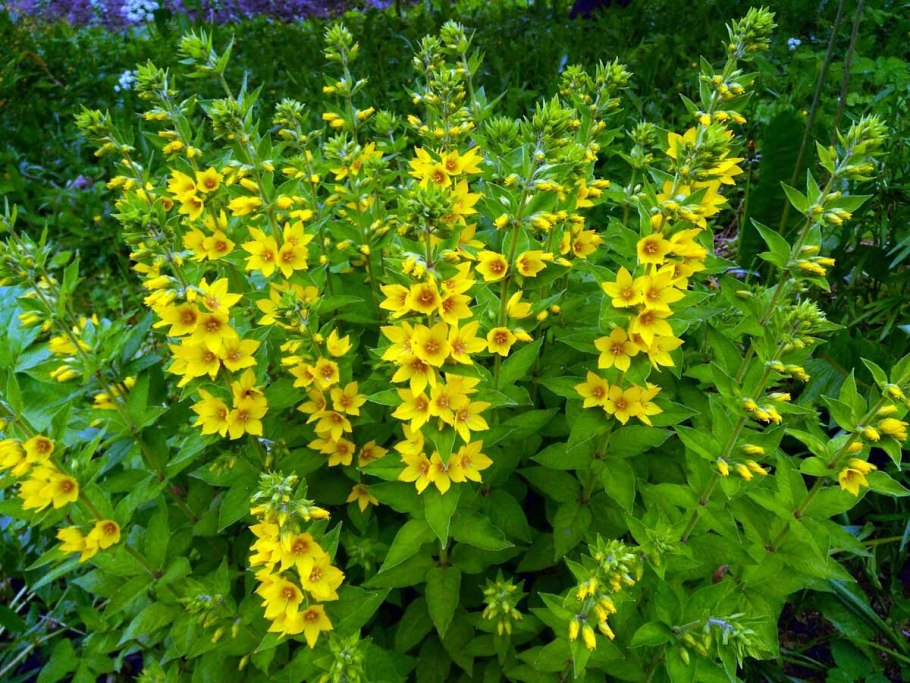 Вербейник точечный lysimachia punctata