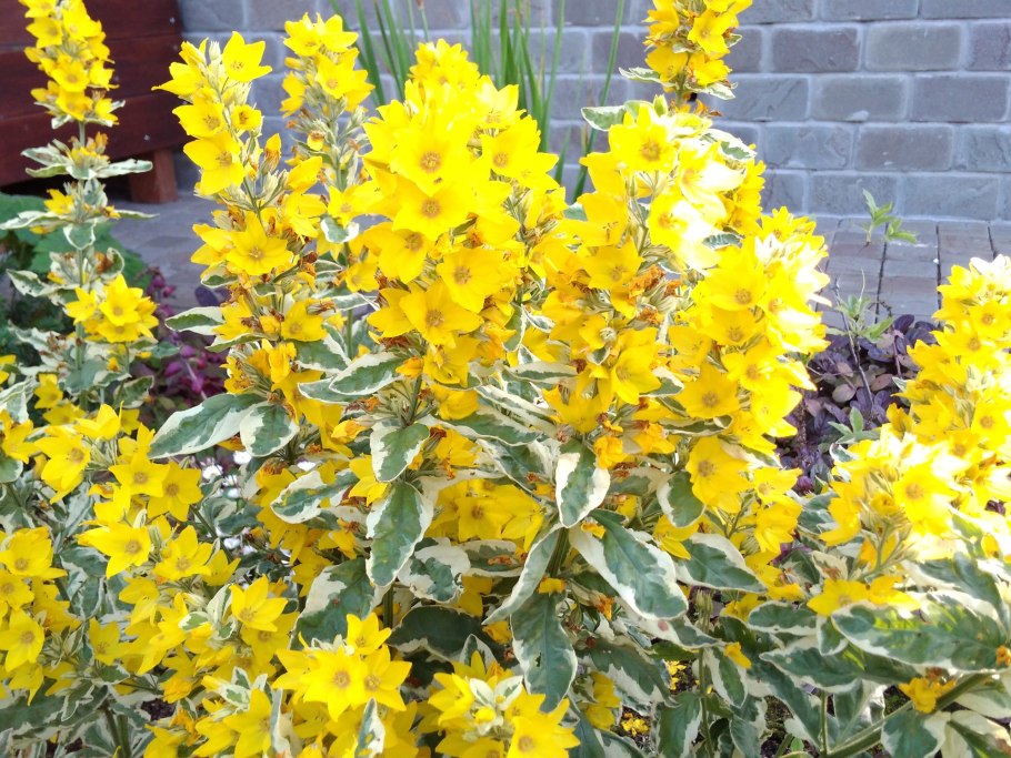 Вербейник точечный