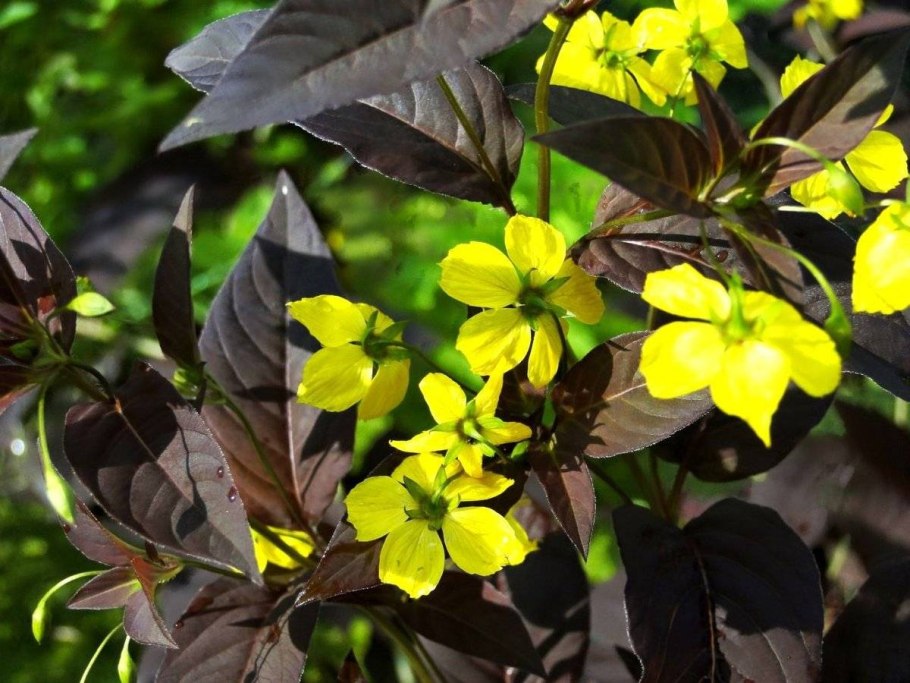 Вербейник реснитчатый файркрекер