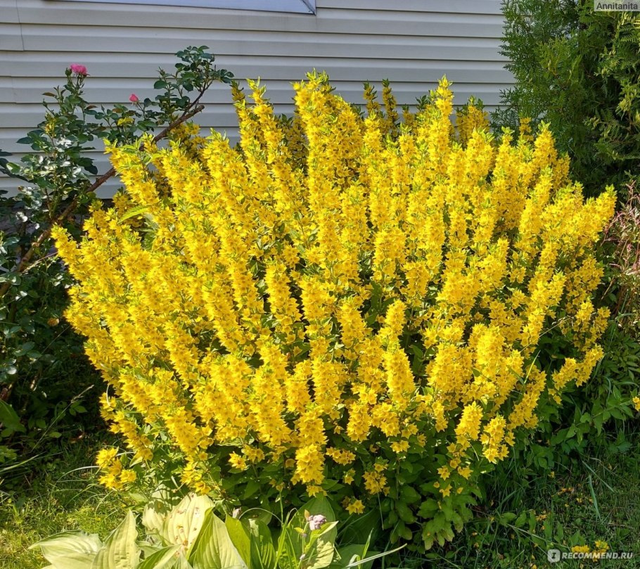 Вербейник обыкновенный lysimachia vulgaris