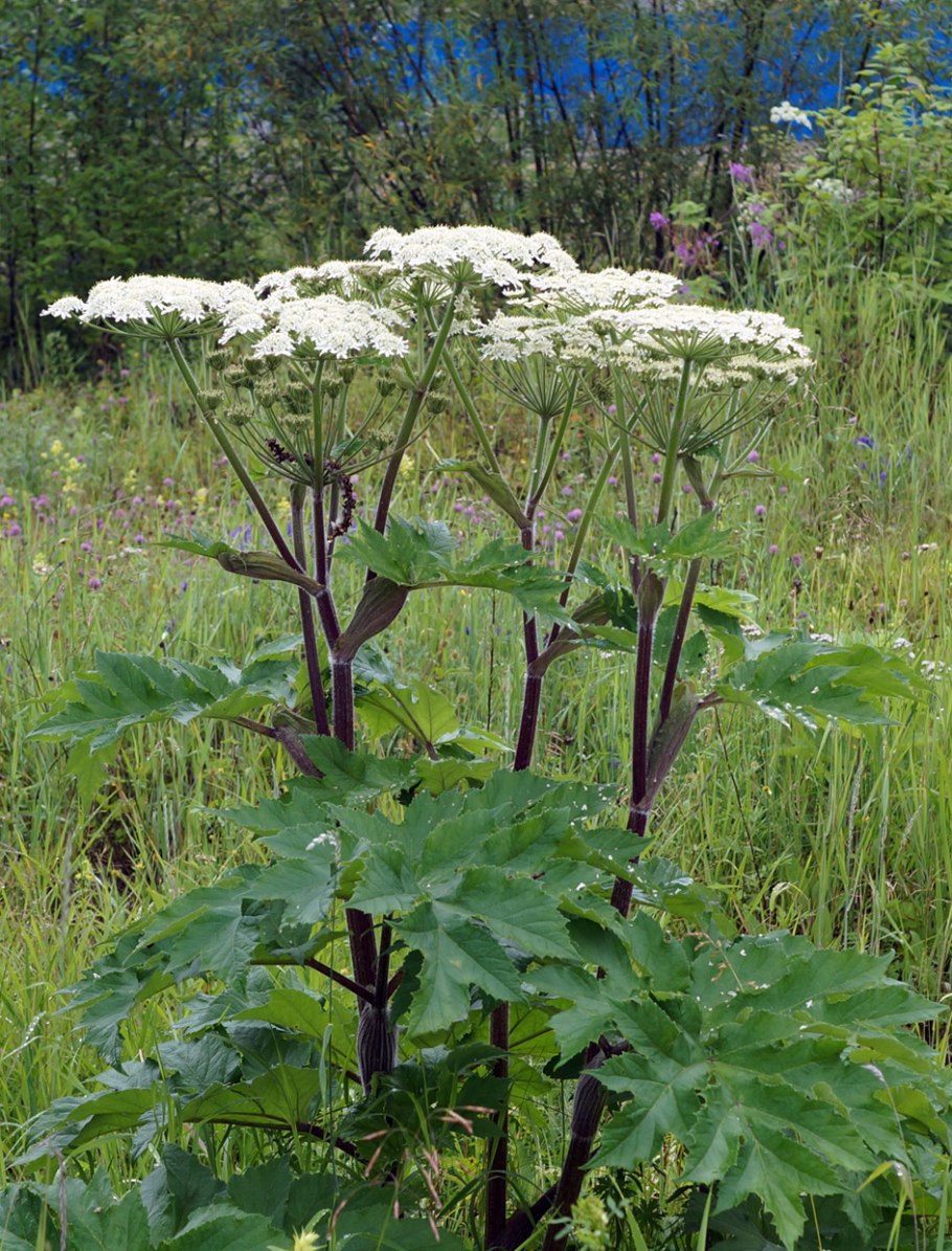 Heracleum dissectum