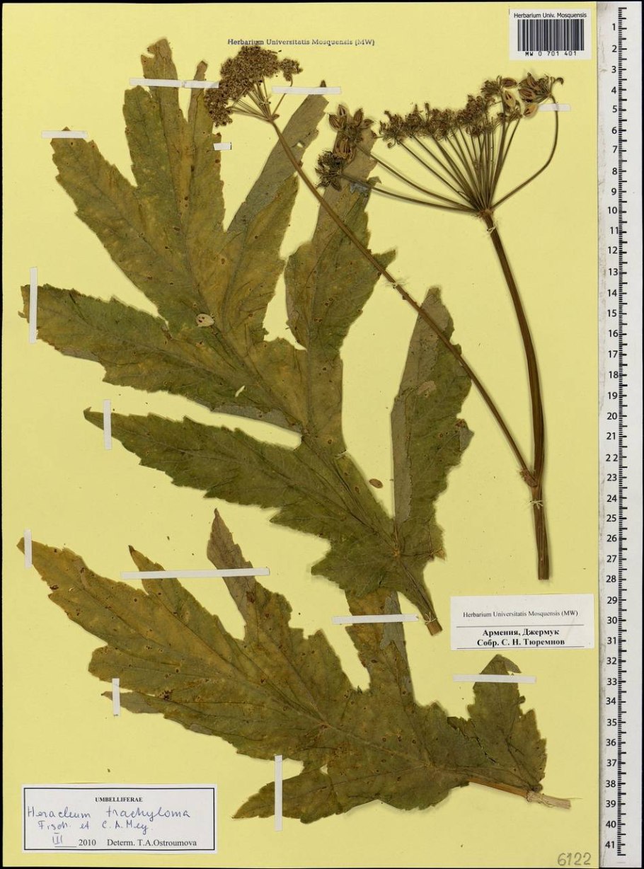 Heracleum trachyloma