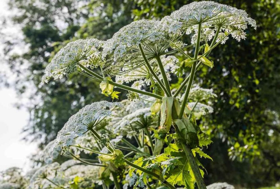 Ядовитый борщевик сосновского