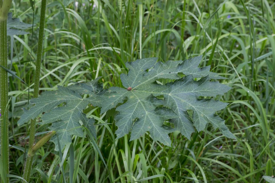 Heracleum mantegazzianum