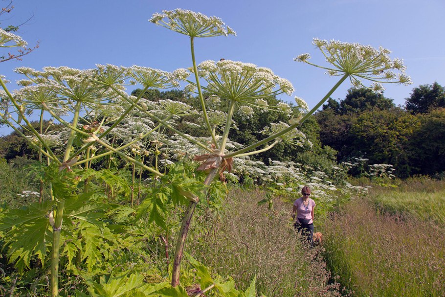 Борщевик ядовитое растение
