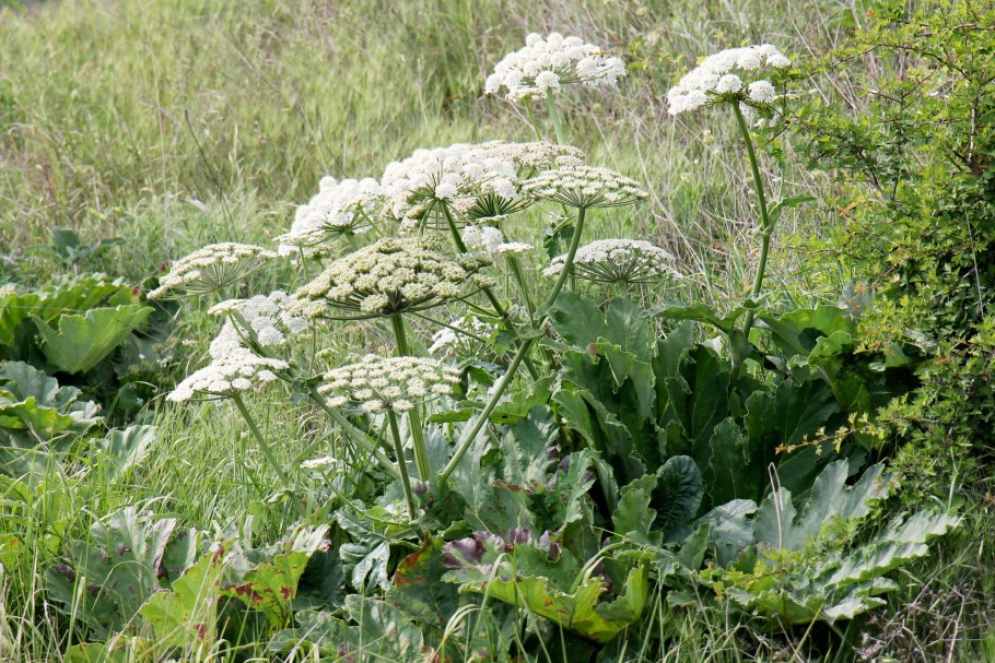 Борщевик сибирский листья