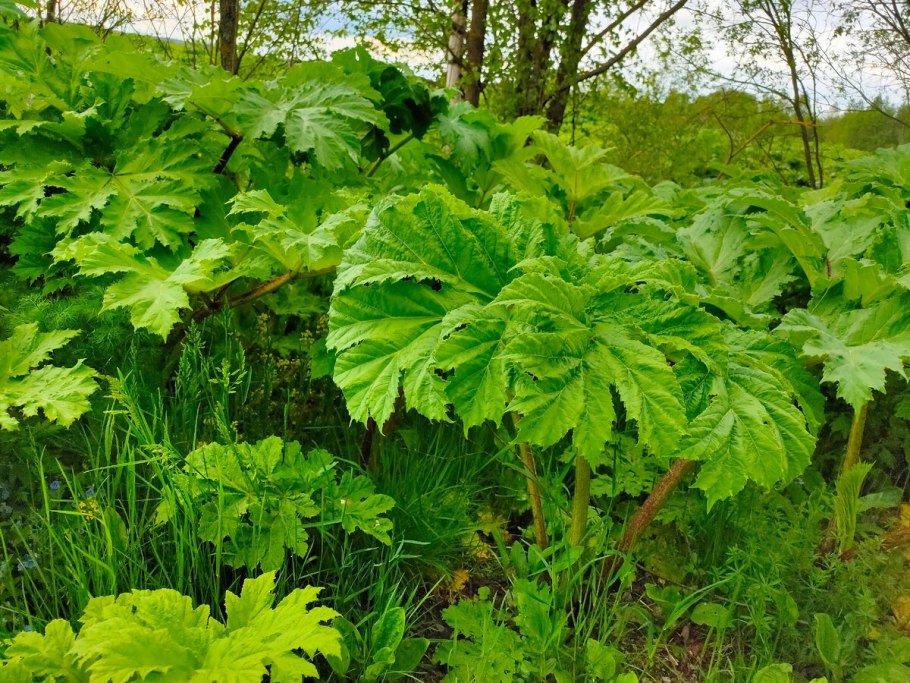 Борщеви́к, борщо́вник, Я́вор