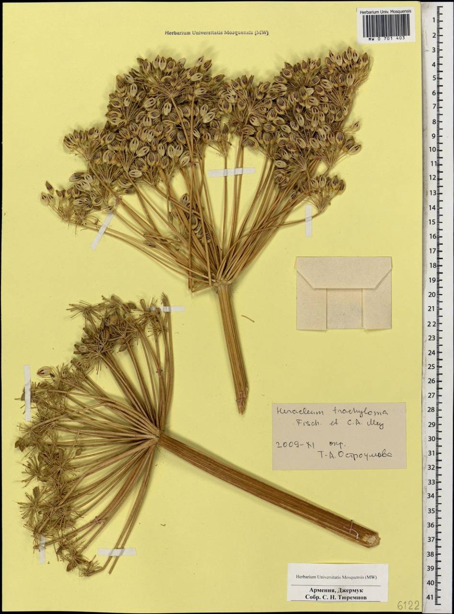 Борщевик шероховато-окаймленный