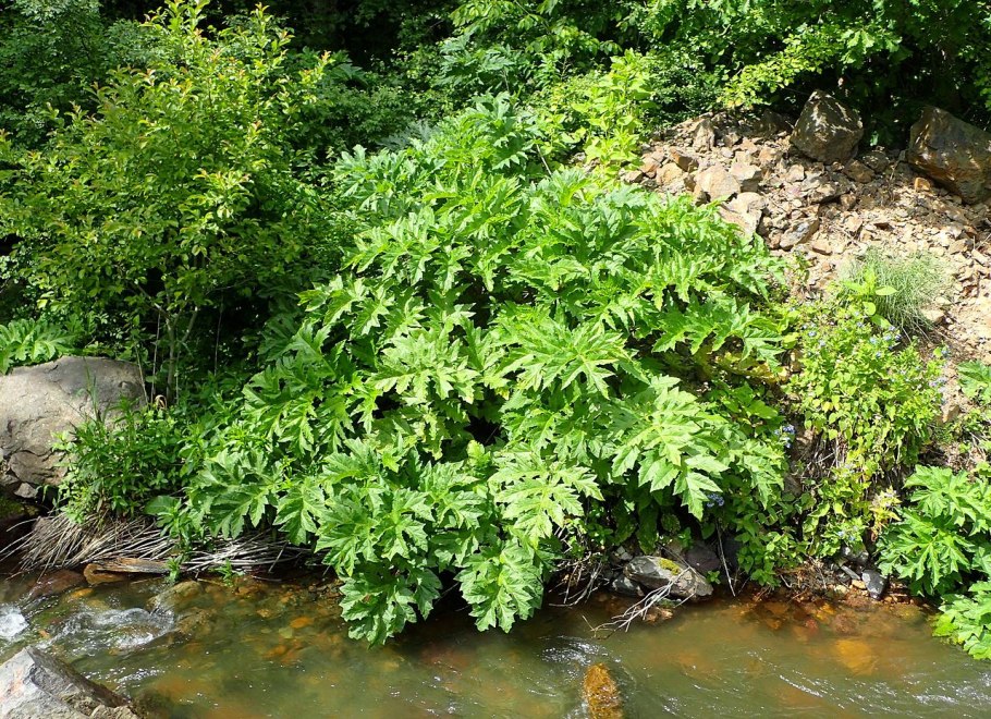 Борщевик до цветения