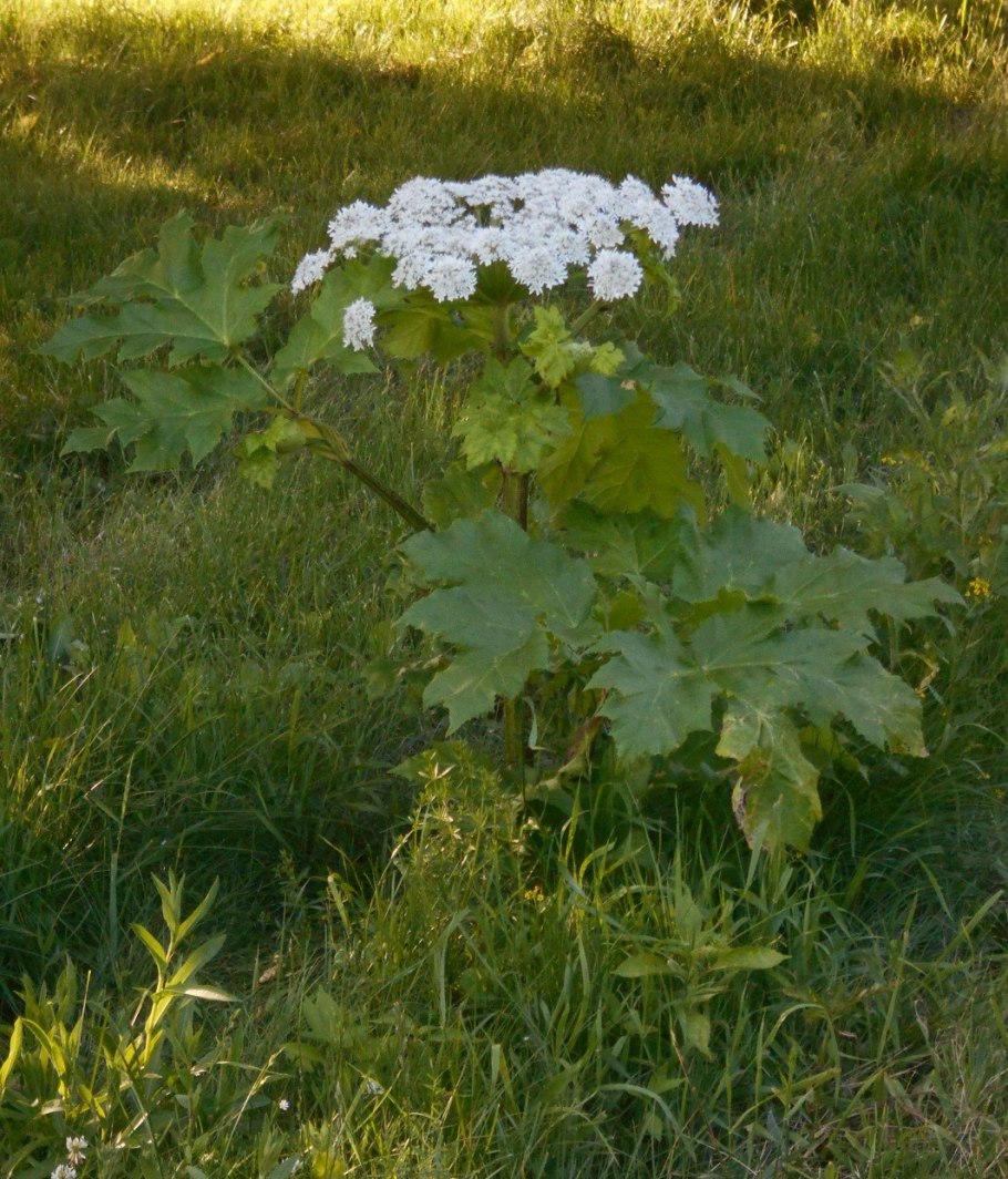 Борщевик мантегацци heracleum mantegazzianum