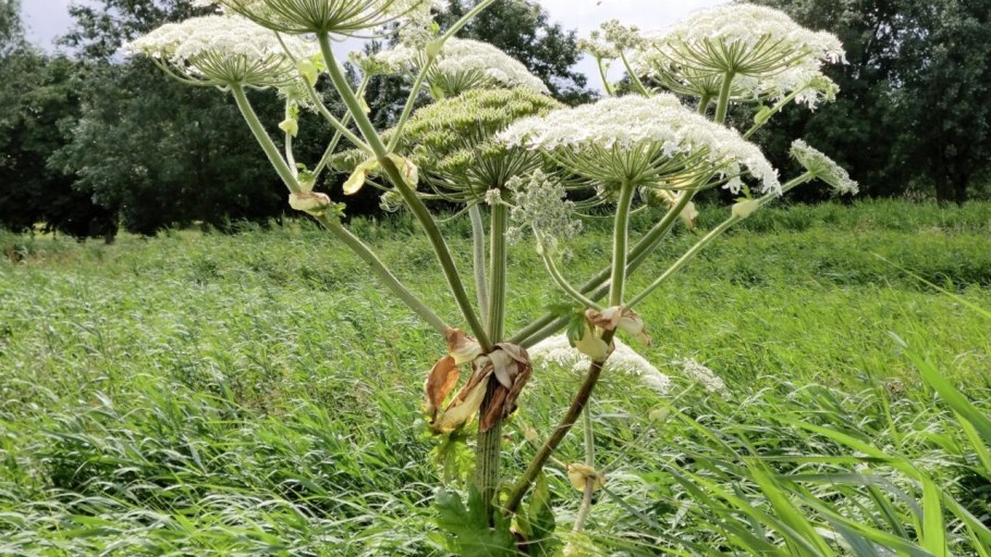 Пикан борщевик сибирский