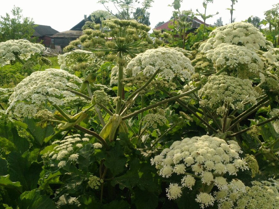 Борщевик сосновского ядовитое растение