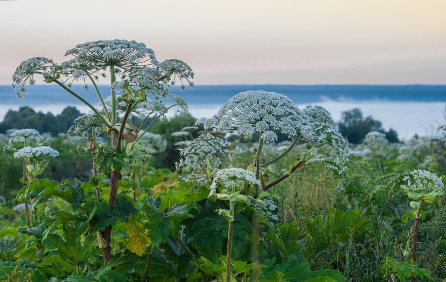 Небольшой борщевик цветок раскрывающийся