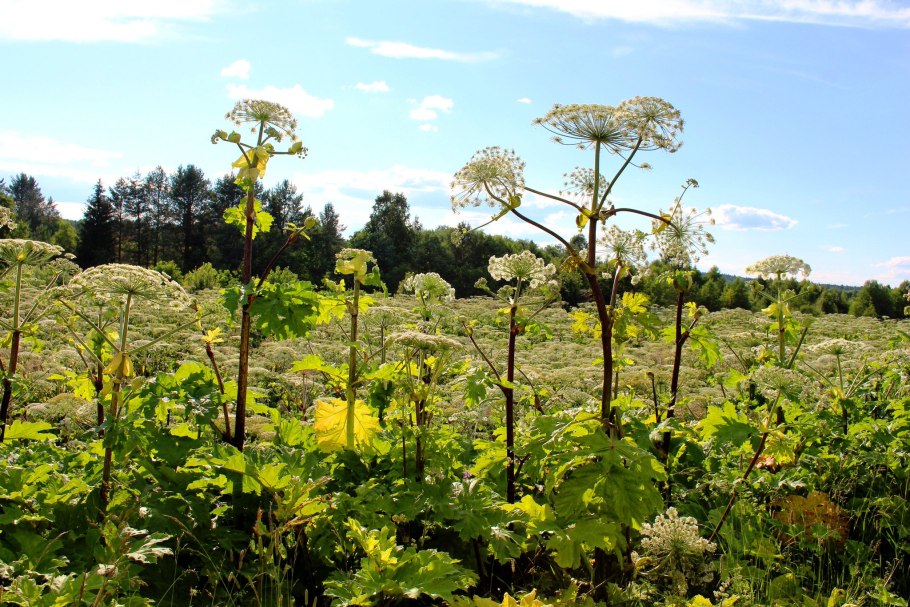 Борщевика сосновского (heracleum sosnowskyi)