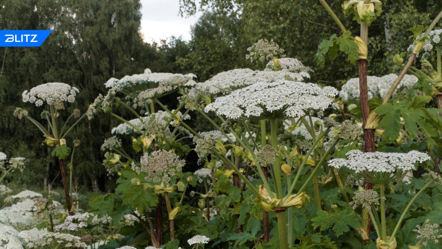 Опасное растение борщевик