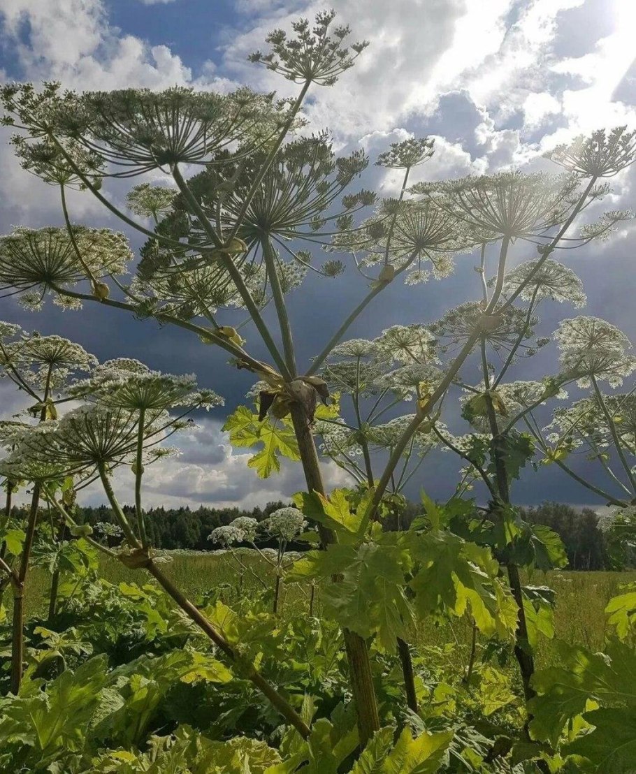 Борщевик Сосновского
