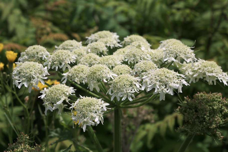 Heracleum sphondylium съедобен