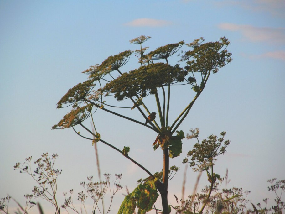 Борщевик обыкновенный