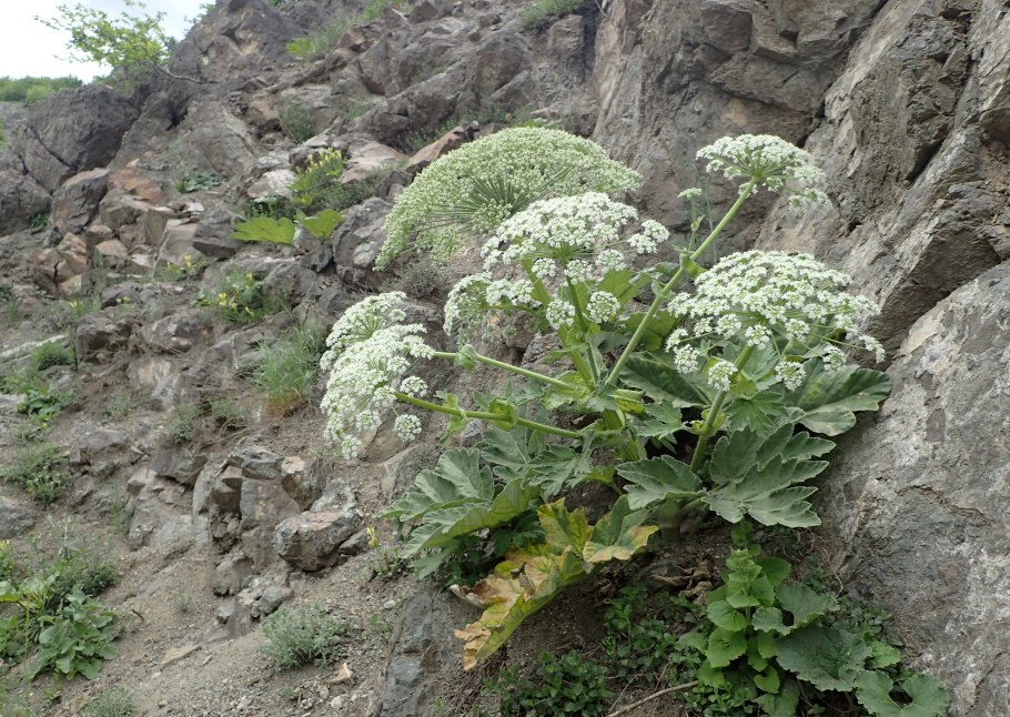 Heracleum antasiaticum