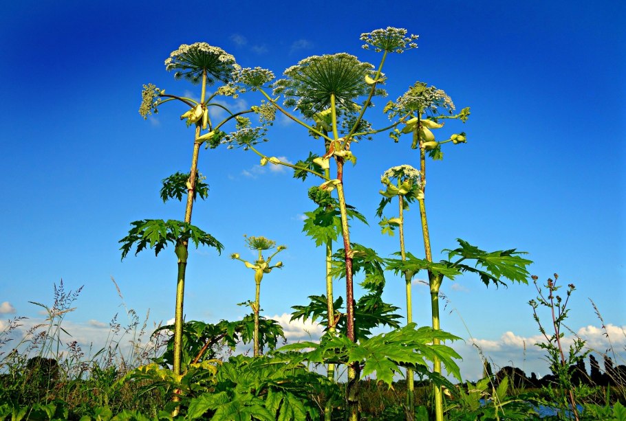 Heracleum борщевик