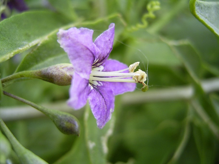 Красавка Кавказская Atropa Caucasica