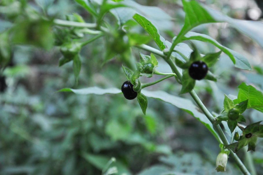 Паслён сосочковый