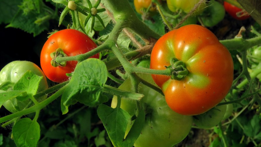 Lycopersicon esculentum Mill.