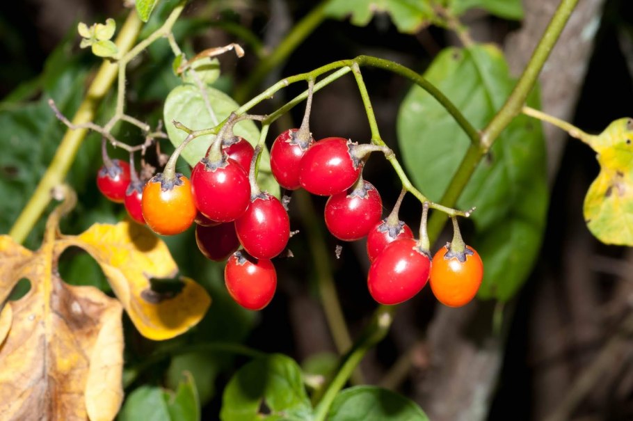 Паслен Дулькамара