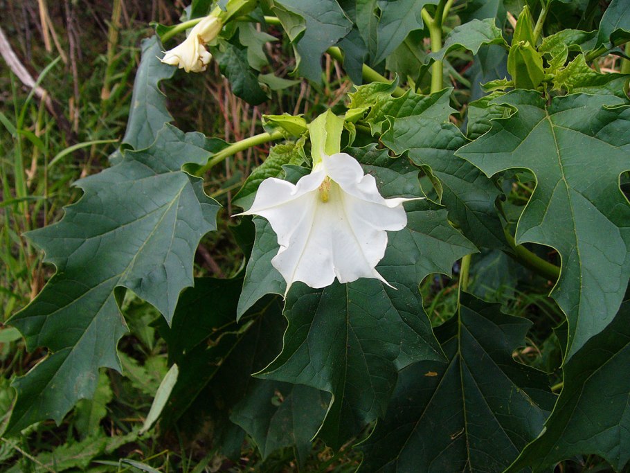 Платикодон корни