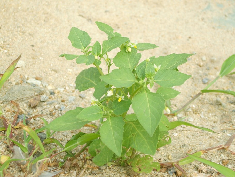 Паслен черный листья