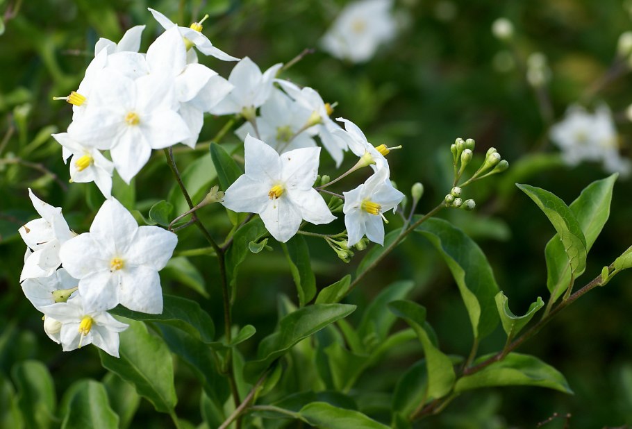 Соланум жасминовидный