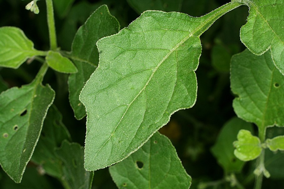 Куст баклажана а с цветами Пасленовые